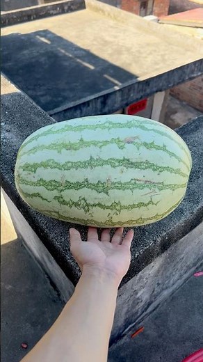 Experiment: Will watermelons and water balloons explode when they roll down from a tall building?