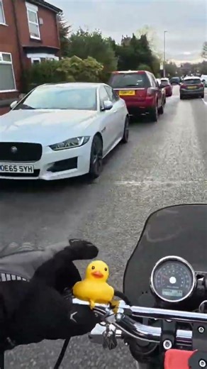 A bald duck is a happy duck