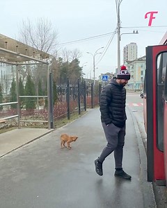 Girl's bus ride with rescued puppy shows human kindness | Fabiosa Life Stories