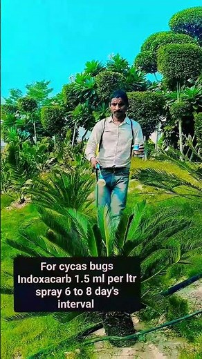 cycas revoluta #cycas palms #cycas care #palm #Landscaping palms.