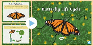 Life Cycle of a Butterfly PowerPoint  for K-2nd Grade