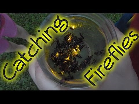 Catching Fireflies at Fuller Farm