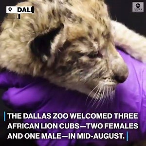 17K views · 724 reactions | WELCOME TO THE WORLD: For the first time in more than 30 years, the Dallas Zoo recently welcomed a litter of three African lion cubs. https://abcn.ws/2RgOHEy | ABC World News Tonight with David Muir | Facebook