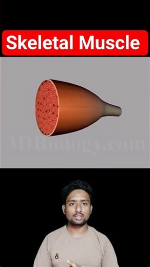 Skeletal Muscle Detailed 3D Animation Best Explain By Ubaid sir. #neet #humananatomy #muscle #mbbs
