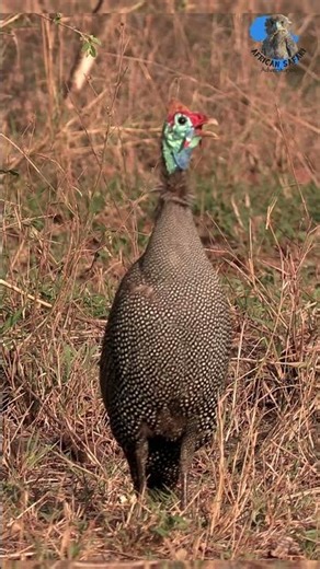 Guinea Fowl Sounds the Alarm #krugernationalpark #wildlife #birds #birdsounds #explore #animals