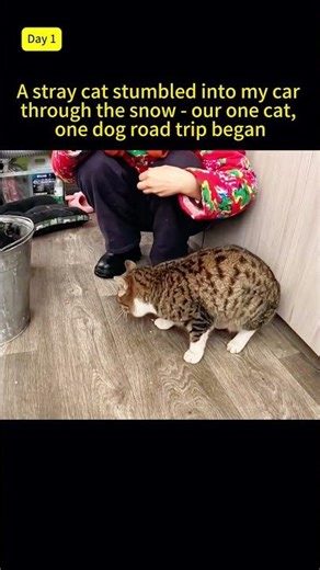 A stray cat stumbled through the snow into my car - and so our one cat, one dog road trip began