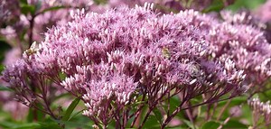 Joe Pye Weed 101: HOW & WHY To Grow This Native Plant!