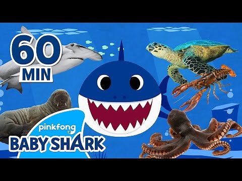Let's Go Hunt, Doo doo doo with Sea Animals! | +Compilation | World Ocean Day | Baby Shark Official