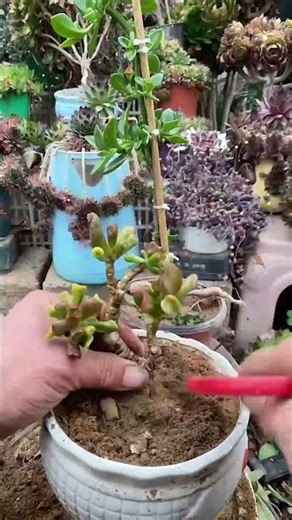 How to Propagate Succulents from Stem Cuttings (Easy Guide!) 🌱