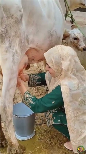 Graceful Village Girl Milking a Cow 🐄✨ A Beautiful Moment of Rural Life🐄🥛