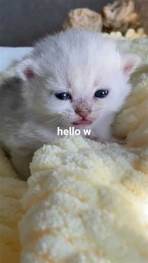 this kitten is the most violent creatures in universe