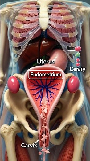 How Menstruation Starts | Female Period Explained (3D Animation)