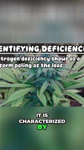 Nitrogen Deficiency Easy Plant Problem Diagnosis Explained!