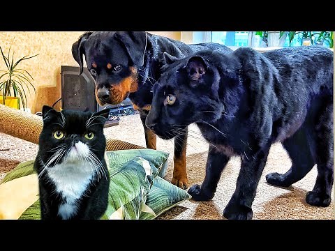 Panther Luna's reaction to a new cat 😳(ENG SUB)