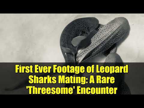 First Ever Footage of Leopard Sharks Mating: A Rare 'Threesome' Encounter