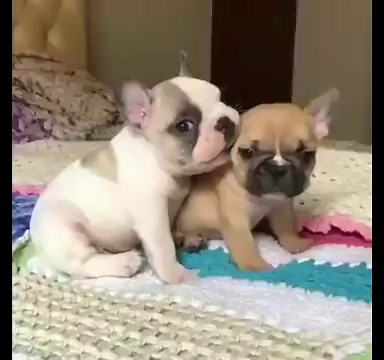 Pros & Cons of Owning a French Bulldog | FrenchieWiki