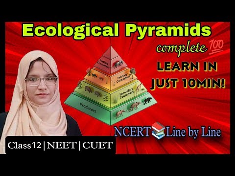 Ecological Pyramids easiest explanation on YouTube🔥Ecology Class12th |NEET| CUET|Boards #biology
