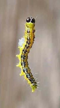Incredible Macro: The Box Tree Caterpillar 🎥✨ #Buchsbaumzünsler #insects