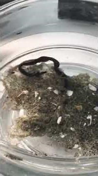 Nemertea, Ribbon Worm