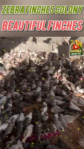 Zebra Finches Colony 🐦 | Finch Colony Breeding System | #shorts #samadbirdstv
