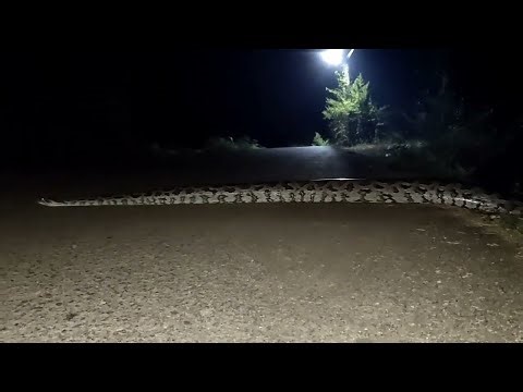African Rock Python Ambush | How Africa’s Biggest Snake Hunts at Waterholes