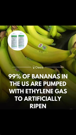 🍌 The hidden journey of bananas in the U.S. food system 🚢 In the United States, most bananas arrive after a carefully controlled supply chain designed for durability rather than freshness. The dominant variety, United States imports primarily Cavendish bananas, which are harvested green, shipped under refrigeration for weeks, and later exposed to ethylene gas to trigger ripening before reaching store shelves. While ethylene is a natural plant hormone considered safe, the process highlights how
