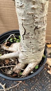 Exact Plant #17 Catalpa Speciosa, 5-6 Year Old Bonsai, Northern Catalpa, Cigar Tree, Indian Bean - Etsy