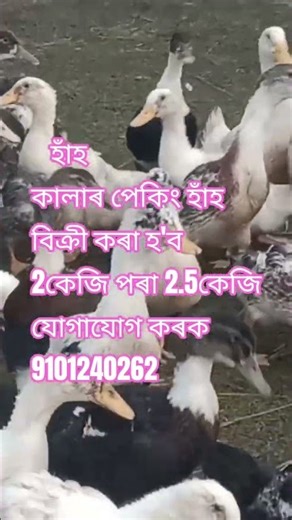 Maghor bihu #trending #funny #gaming