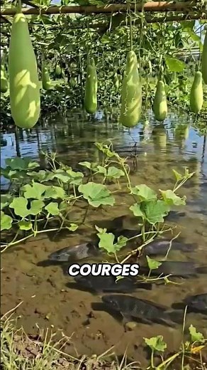 🐟 Fish below, veggies above... Incredible!