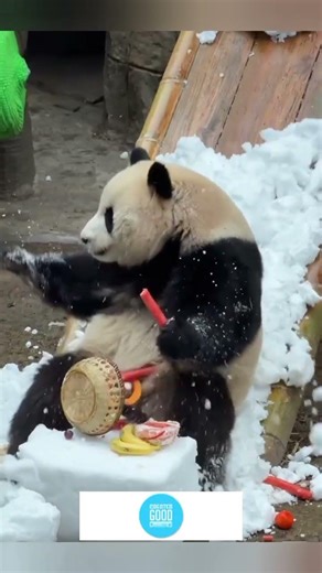 #Animals #funny comedy videos lot of laughing #Comedia divertida de animales.