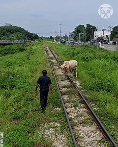 147K views · 442 reactions | Train driver stops to move cow standing on tracks | Science, Tech and Universe | Facebook