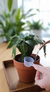 Christmas cactus: take this simple step and stop everything that prevents flowering | Garden and home tricks