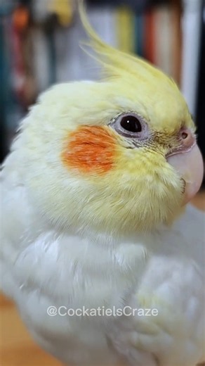 Just Look at This Adorable Cockatiel's Charm ✨😍🐦 | Cutest Pet Bird Moments #cockatiel