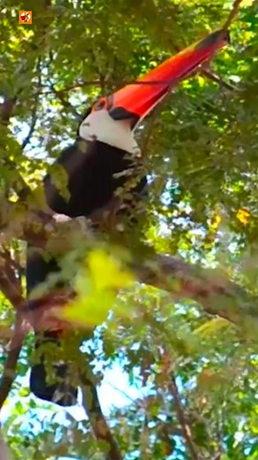 Toucan Bird Sound TOUCAN #Amazing #Burrowing #fbreels #sound #cute #pet #walking #bird #videos #wildlife #nature #oceanlife | Rojohn