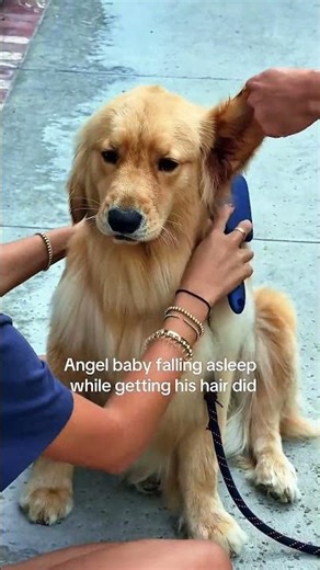 This Dog Understood the Assignment Wait for It... 🐕