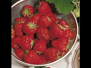How To Plant Strawberry Plants For Large Juicy Berries