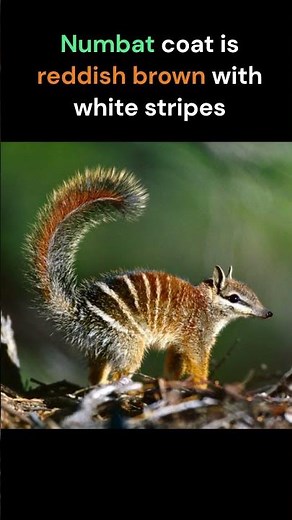 Numbat - State Animal of Western Australia | Marsupial (animal with a belly pouch like Kangaroo)