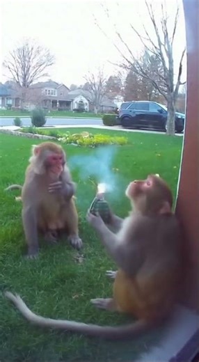 Two monkeys playing with hand grenade