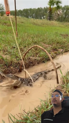 DIY Crocodile Trap: Smart Survival Hack! 🐊🪵 #CrocodileTrap #SurvivalSkills #Nature #Shorts 😱