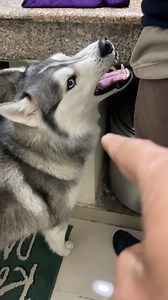 27K views · 683 reactions | Net geo wild style voice comedy with husky the most dangerous animal on this planet  藍 #husky #dogsofinstagram #siberianhusky #dog #huskylove huskylife huskypuppy huskiesofinstagram dogs puppy huskies huskylovers huskygram huskyworld huskyphotography huskynation doglover dogstagram puppylove doglife puppiesofinstagram huskysiberiano dogoftheday love huskymix instadog huskyofinstagram doglovers huskypics cute | Raipuriya Prank | Facebook