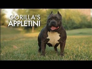 IS THIS BEST AM BULLY FEMALE EVER PRODUCED??? - GR CH APPLETINI - RE UP