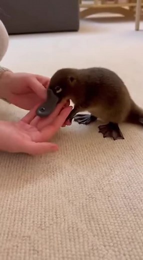 Discover the Adorable Life of Pippy the Platypus