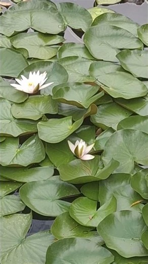 서정주 시