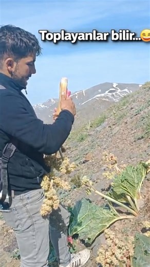 kimler uçkun topladı?#doğanıngüzelliği #doğa #doğal #şifalıbitkiler #ottoplama #dağhayatı #köyhayatı