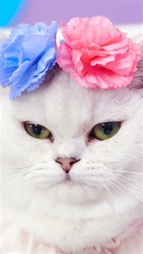 Paws & Sparks: Kitty Takes on Pikachu in a Hilarious Showdown! 🐱⚡