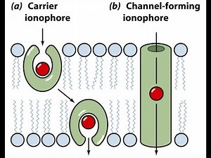 Bioinorganic Chemistry/ Class 5/ Ionophores