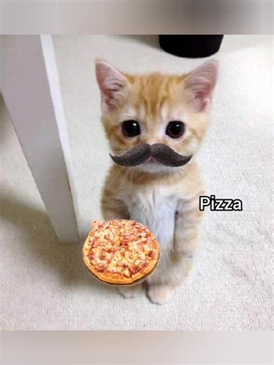 Pizza pasta #cat #funny #meme #georgieebom #fyp | pizza pasta put it in a box