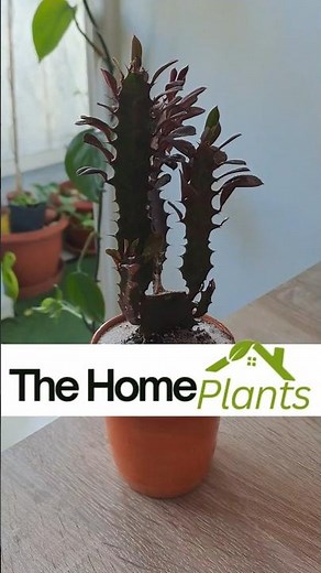 Fast & Easy Cactus Repotting 🌵How To Repot Cactus Like a pro 🌵 | #thehomeplants #cactus #plantlover