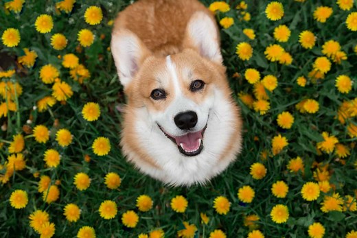 Corgi Colors: 10  Beautiful Coat Colors And Markings
