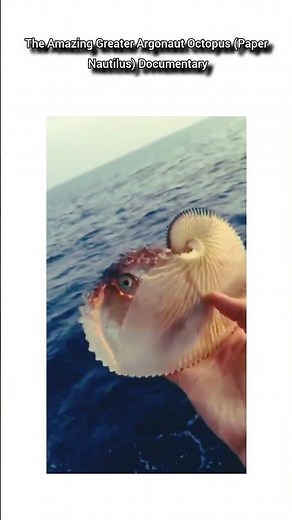 The Mysterious Argonaut Octopus | The Paper Nautilus Secret 🐙